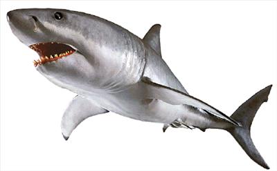 shark