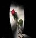 RoseBreast