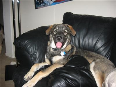 A cute puppy