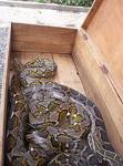 Box of Snakes