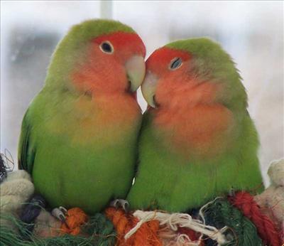 love birds