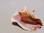 Sea Shell