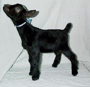 Sagoler 4 No. baccha
