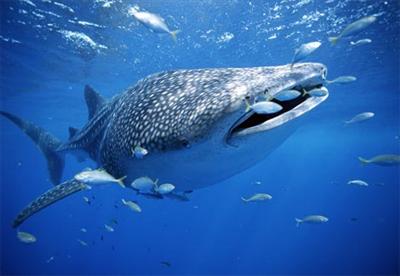 Whale :]