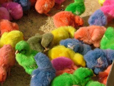 ..Gay Chickens..?