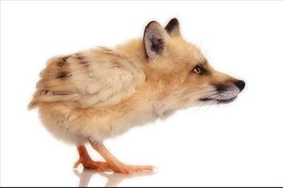 Foxy Chick
