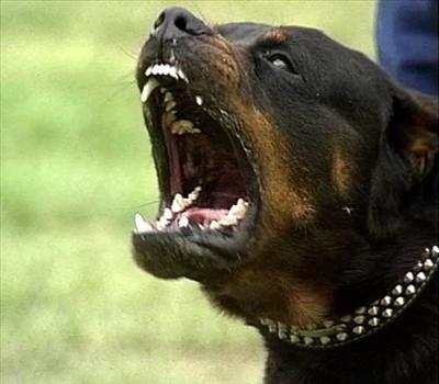 Bekçi Köpeği