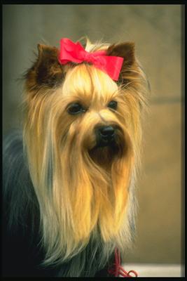 Köpek