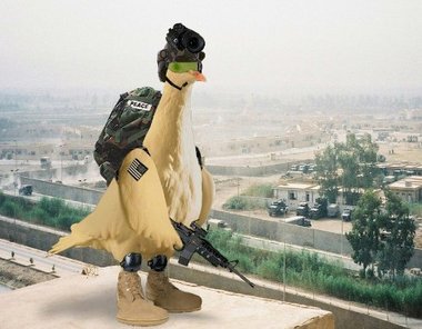 فرخة!!