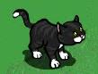 Black Cat
