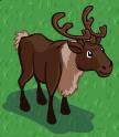 Reindeer