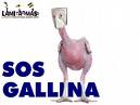 Anda Amargoooo