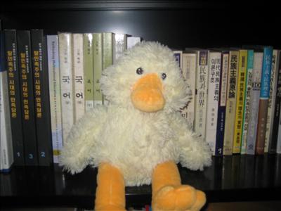 librarian  duck
