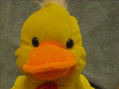 pssh duck
