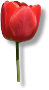 Tulipe