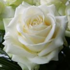 white roses