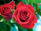 red roses