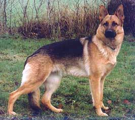 German Shepard
