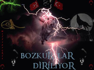 bozkurt