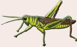 Grasshopper