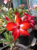 Bunga Merah