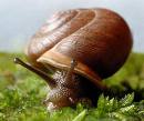 baboucha