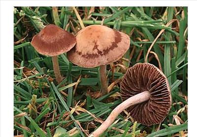Champignon halicinogène