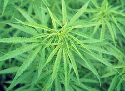 Feuille de canabis