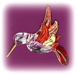 Ruby Hummingbird