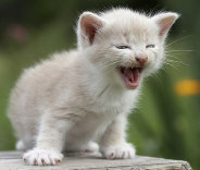 Kitten love