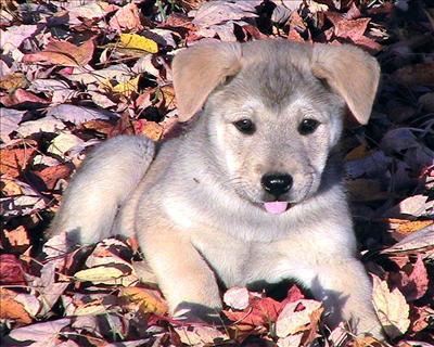 Puppy dog