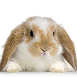 Bunny Rabbit