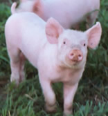 Piglet