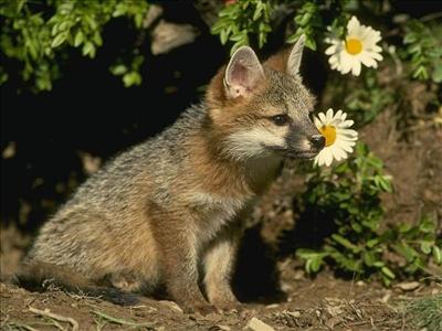 Baby fox
