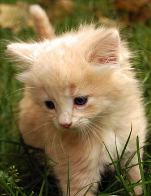 Little kitten