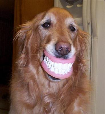 funny dog teeth