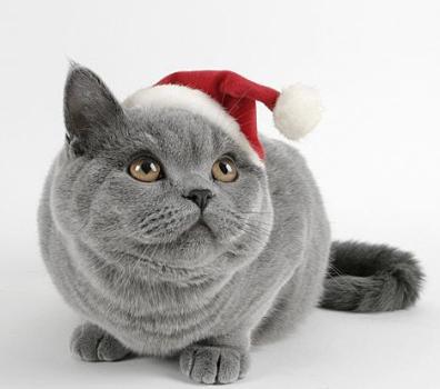 Cat in Hat