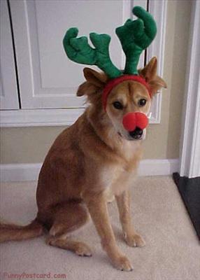 DogDeer