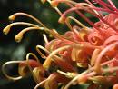 Grevillea 