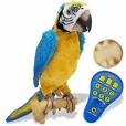 The talking Parrot