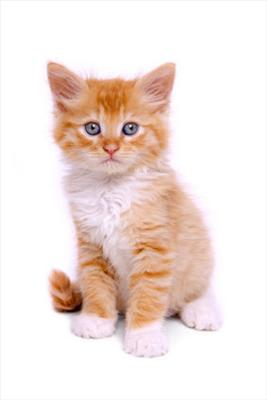 Kitten
