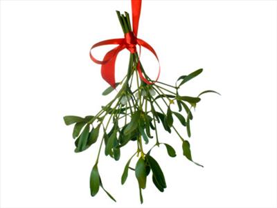 Mistletoe