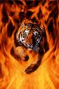 Flaming tiger