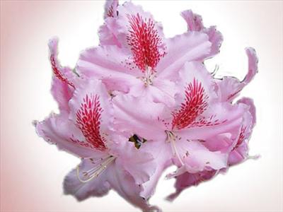Açelya