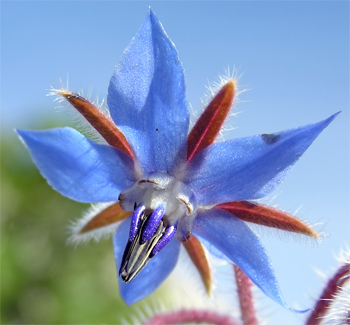 Stjärnblomma