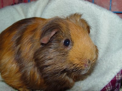 Piglet