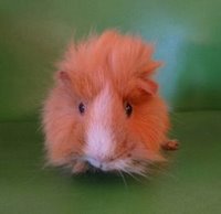 Peaches