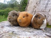 Scoobytoo, Gypsy, and Tealeaf