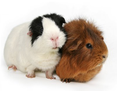 Cinnamon and Salizar