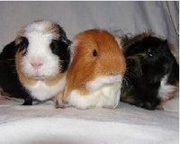The Three Amigos